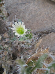 Codon royenii
