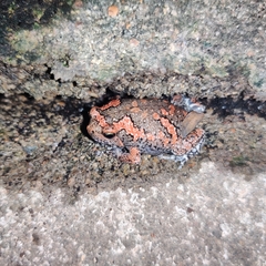 Uperodon taprobanicus