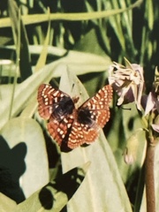 Euphydryas