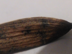 Diaporthe pterophila