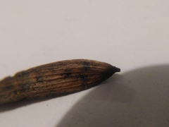 Diaporthe pterophila