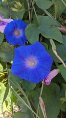 Ipomoea indica