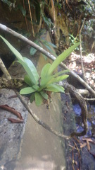 Asplenium mauritianum image