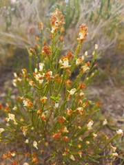Passerina rigida