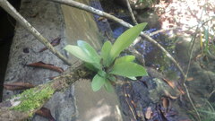 Asplenium mauritianum image