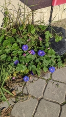 Ipomoea indica