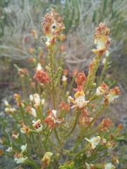 Passerina rigida