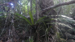 Asplenium mauritianum image