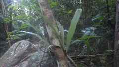 Asplenium mauritianum image