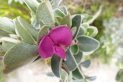 Podalyria hirsuta