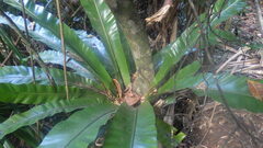 Asplenium mauritianum image