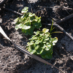 Oxalis truncatula