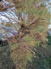 Tamarix gallica