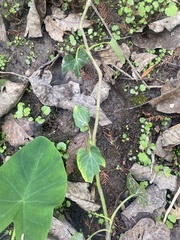 Hedera helix