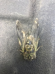 Cicadidae
