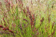 Restio sieberi