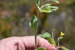 Osteospermum ciliatum