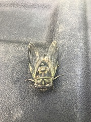 Cicadidae