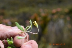 Osteospermum ciliatum