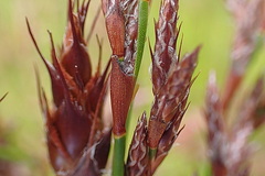 Restio sieberi
