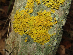 Xanthoria parietina