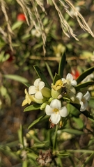 Daphne gnidium