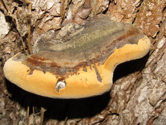 Phellinus igniarius