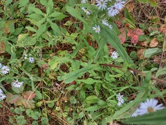 Symphyotrichum prenanthoides