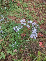 Symphyotrichum prenanthoides
