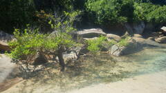 Avicennia marina