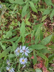 Symphyotrichum prenanthoides