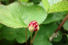 Rubus chamaemorus