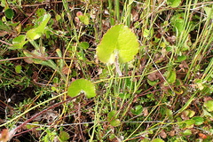 Centella eriantha