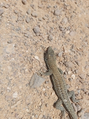 Gallotia atlantica