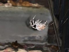 Araneus diadematus