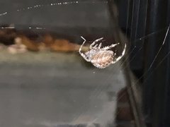 Araneus diadematus