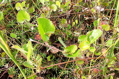 Centella eriantha