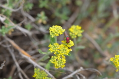 Chrysura