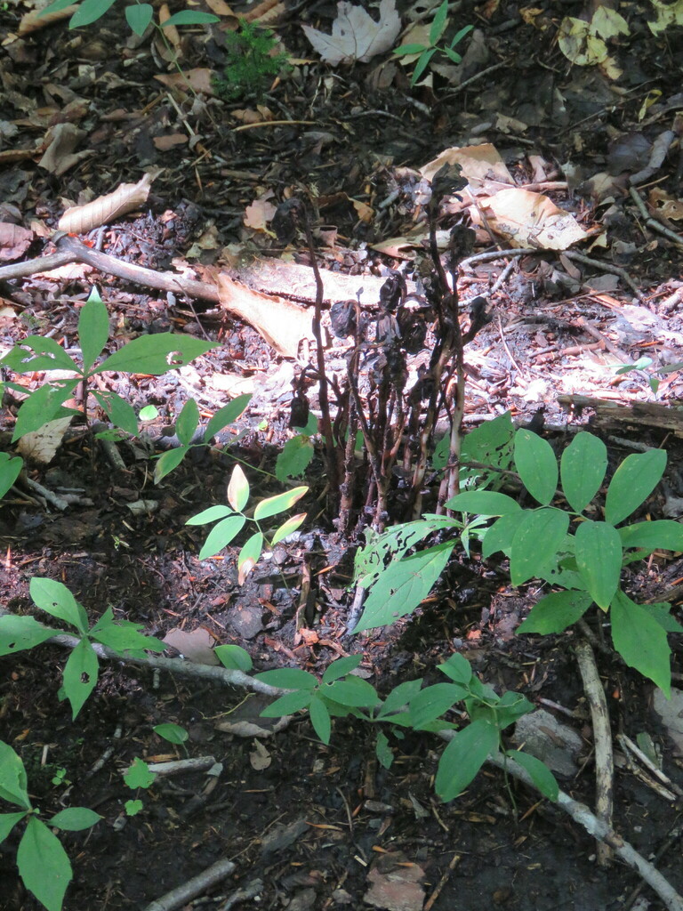 Ghost Pipe from Preston Pond, Bolton, VT 05465, USA on August 27, 2022 at 0119 PM by Laurie