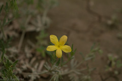 Menodora