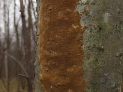 Fomitiporia punctata