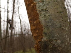 Fomitiporia punctata