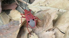 Probergrothius nigricornis