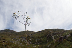 Osteospermum corymbosum
