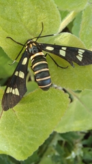 Syntomeida melanthus