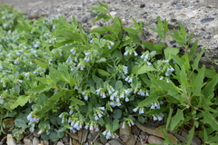 Mertensia simplicissima
