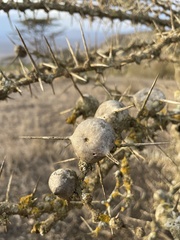 Vachellia drepanolobium