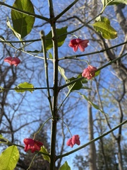 Euonymus europaeus
