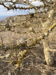 Vachellia drepanolobium