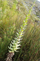 Osteospermum corymbosum